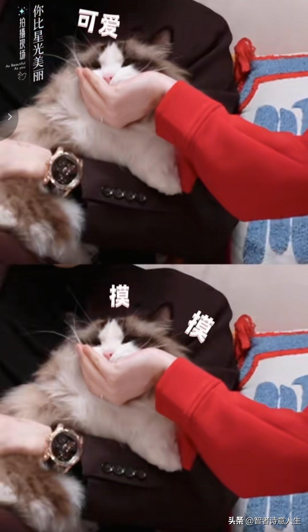 谭松韵许凯二搭俩人好有爱心❤️温柔地摸着猫咪🐱，享受美好时光，谭松韵演技实力 