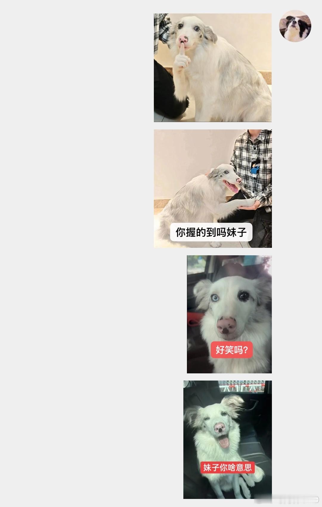 时间证明了我主人的美貌在石坝楼是多么的难得 这两只边牧还也是俩小女孩 太惨烈了 