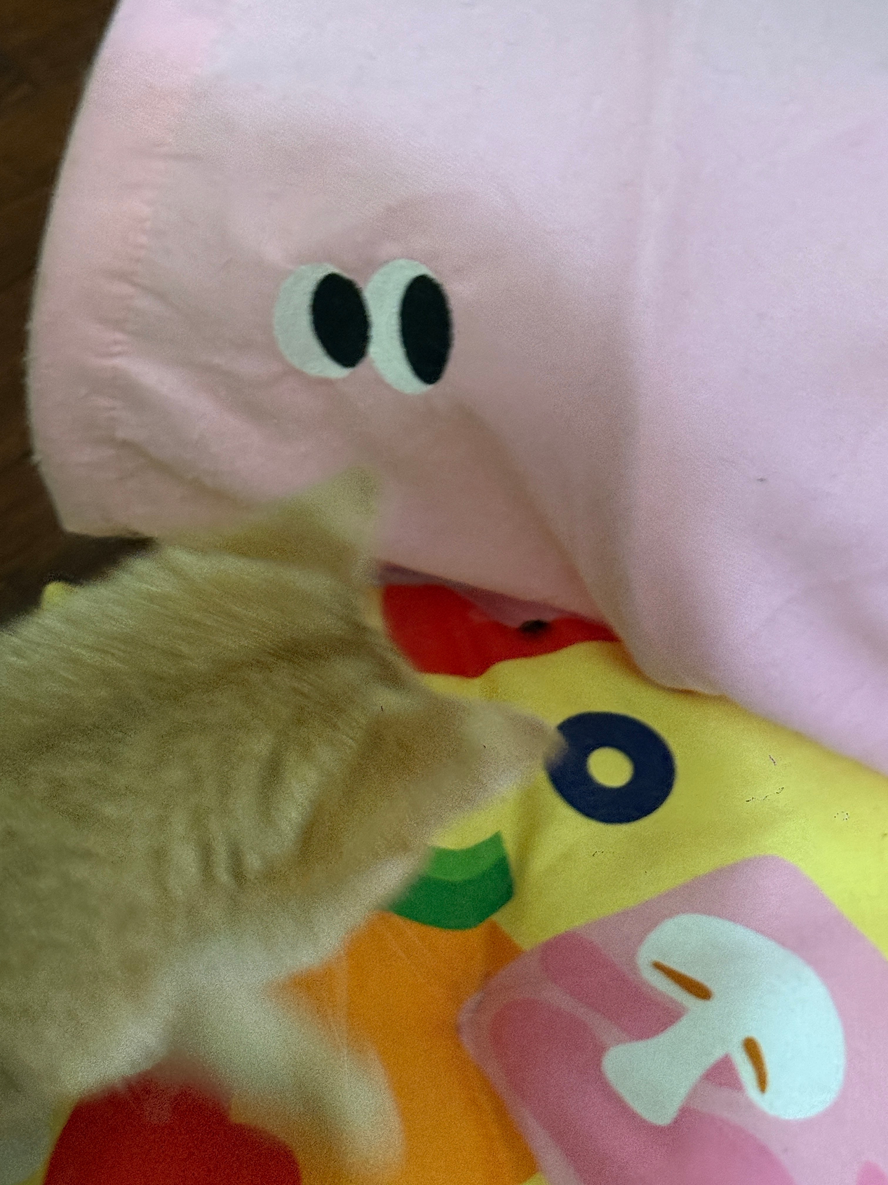 哭了 99就是最会抓虫子的小猫 