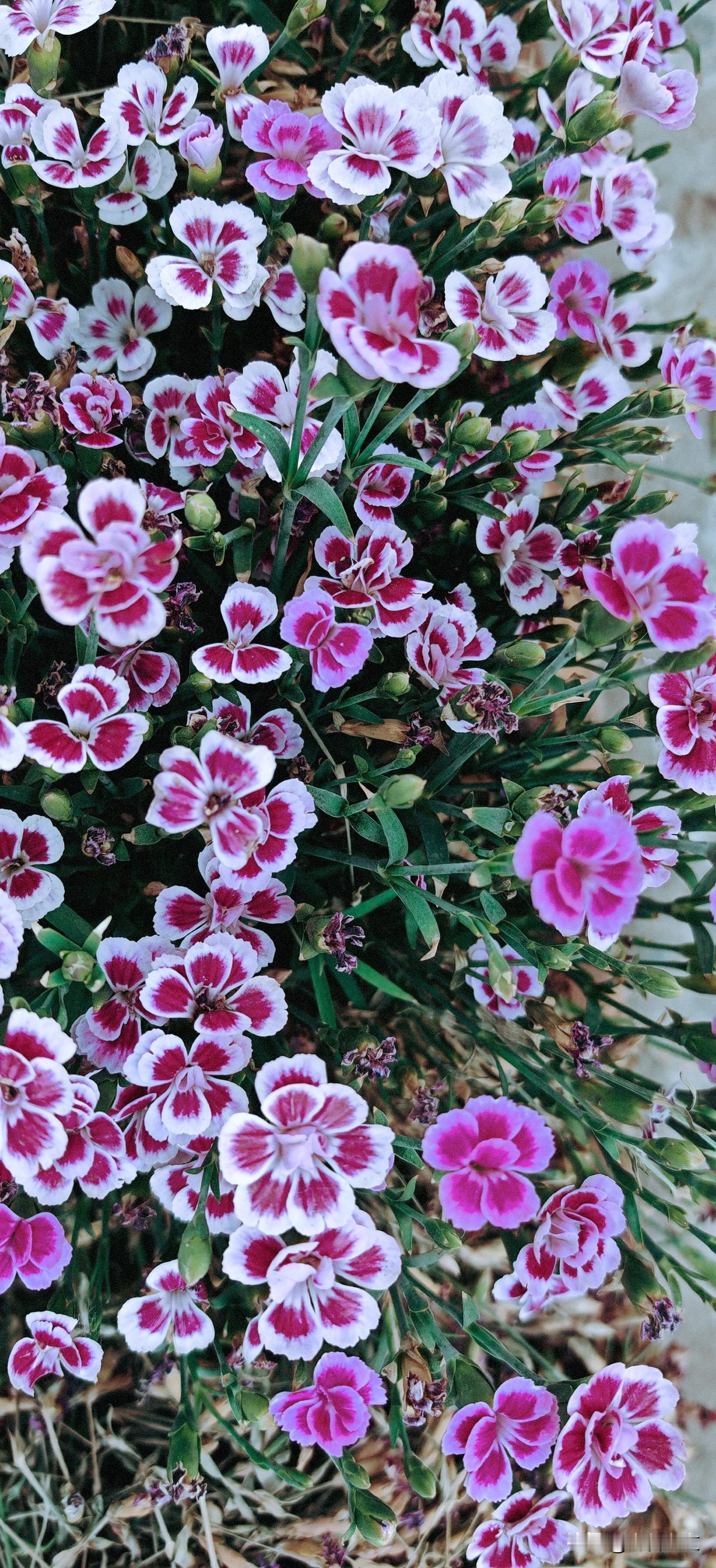 新品种石竹花，丰富了花花世界。