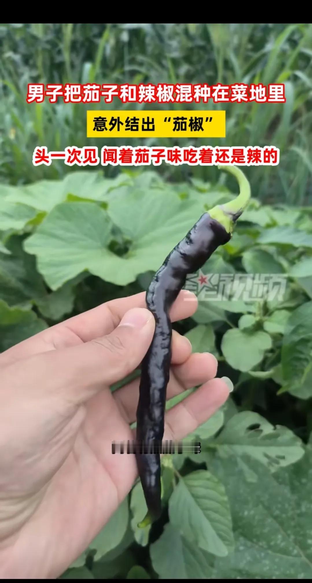 “意外的惊喜！”8月20日，吉林四平，一男子把茄子和辣椒混合种在地里，没想到，竟