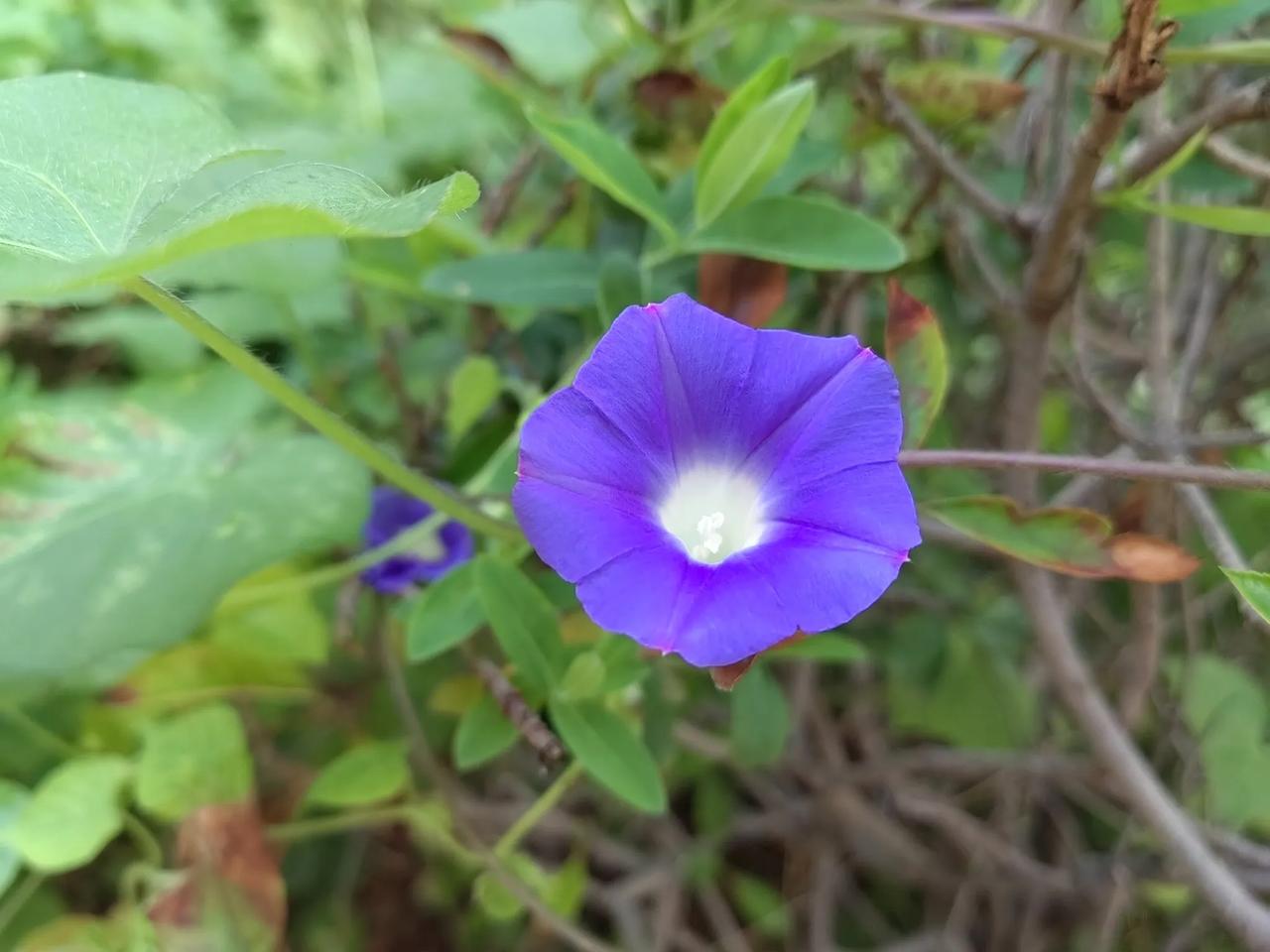 蓝色牵牛花，看起来更雅致些。

这是绿化带里长出来的，许是小喇叭讨人喜欢，到现在