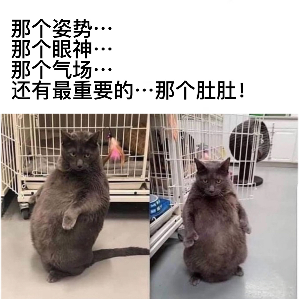 气质在这#今日memes# //#龙年造梗大赛# ​​​