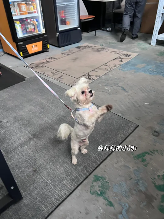 谁家小狗走丢啦？