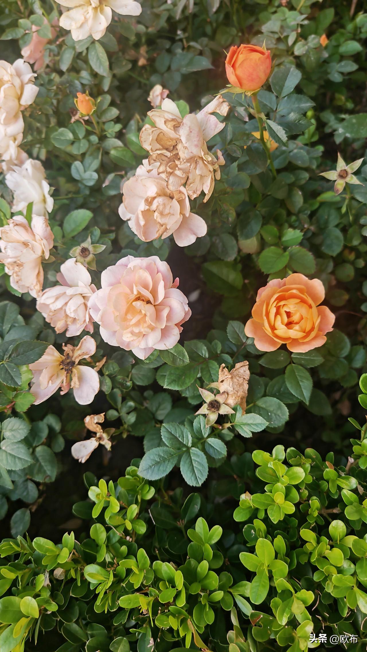 今天看到有个人发文说，吃香的喝辣的，到处旅游的都是养女儿的。而四处打工全年无休的