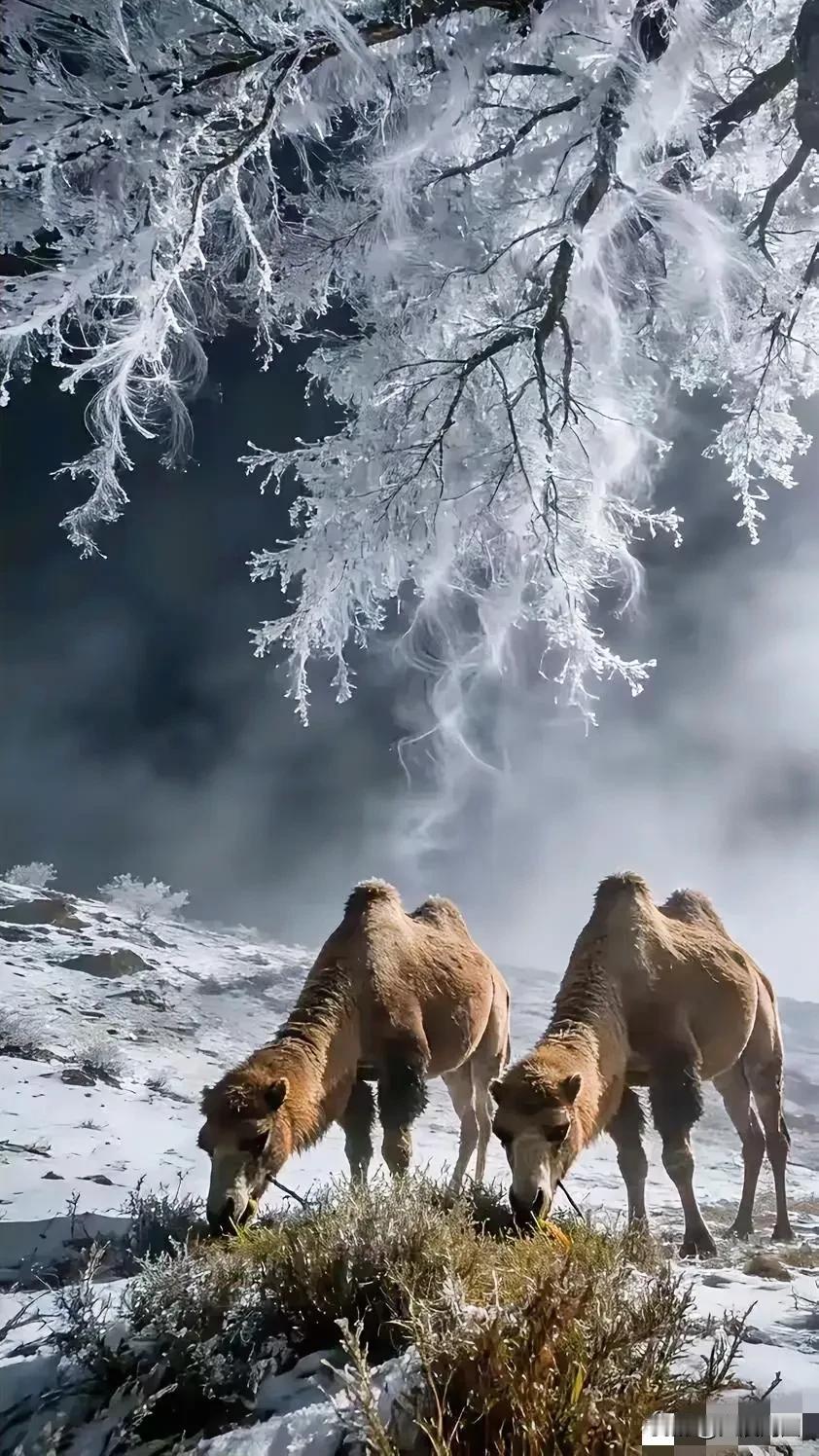 两只骆驼在雪地里吃草，树枝上挂满了冰。