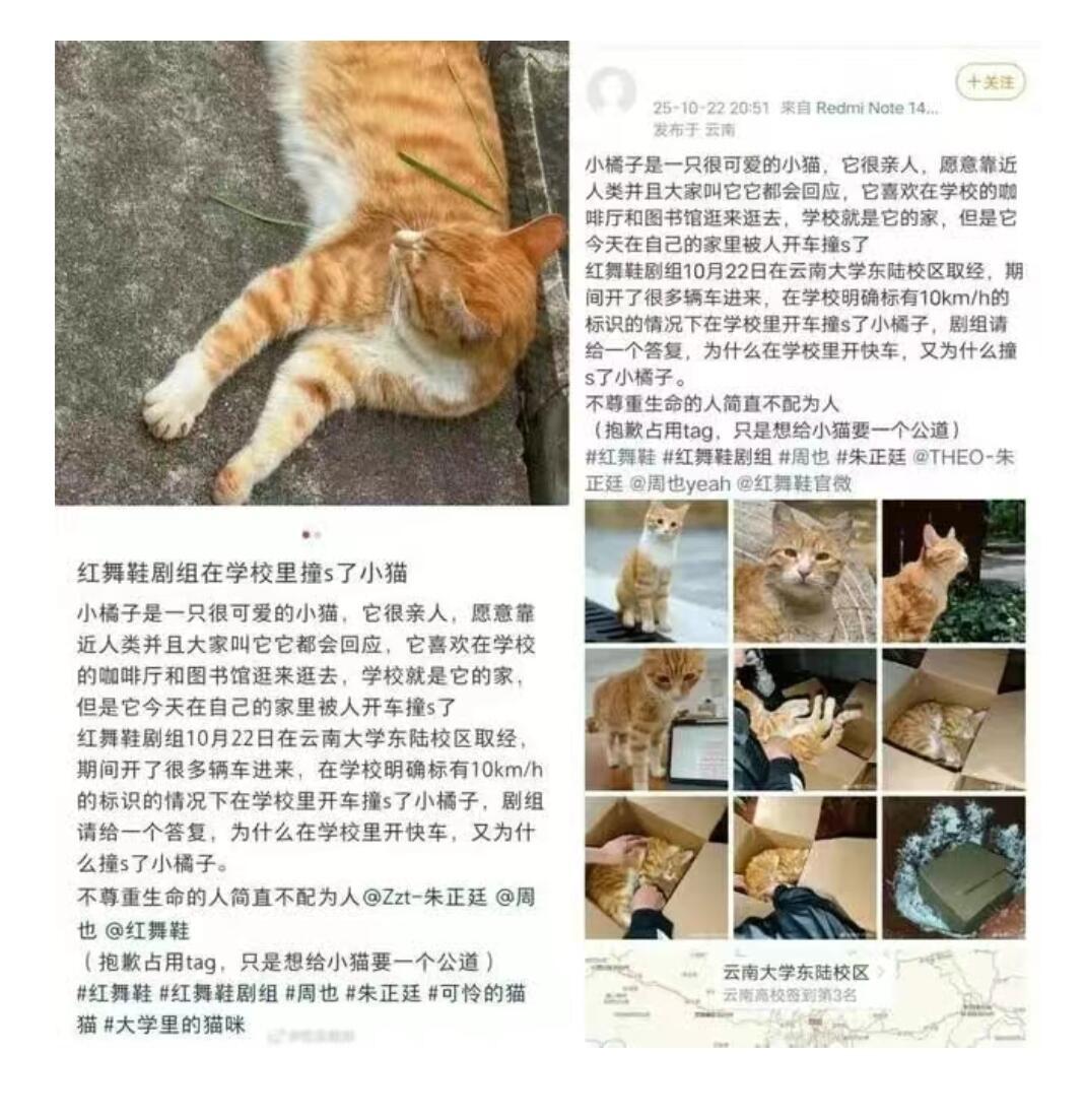这事儿真是越闹越难看。《红舞鞋》剧组在云南大学拍戏时，把校园里一只叫“小橘子”的