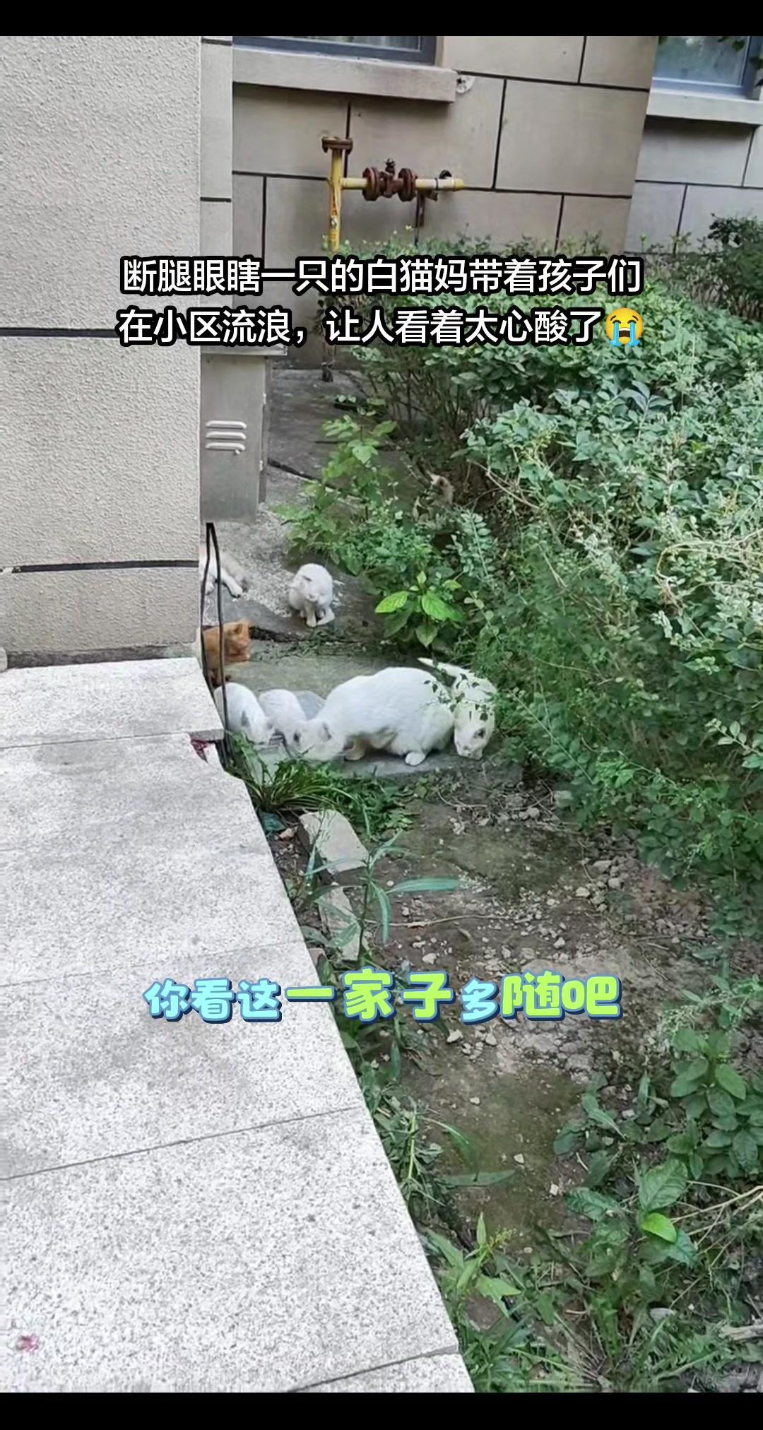 💔白猫妈受了很严重的伤，却还是坚持给幼崽哺乳，看着特别心酸。好心的大姐常年在外