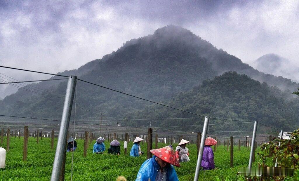 实在不想人云亦云的侃侃而谈某种係列的茶叶如何如何的神奇，可以如何如何的＂解烦渴、