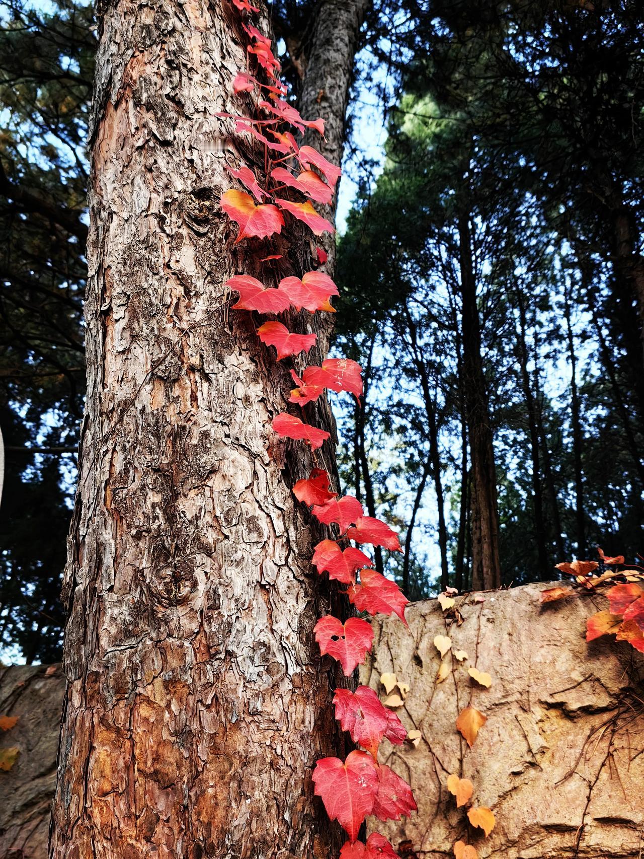 红枫飒飒舞秋霜，
一叶知秋意韵长。
莫道人间无美景，
且看枫叶胜春芳。
#打卡霜