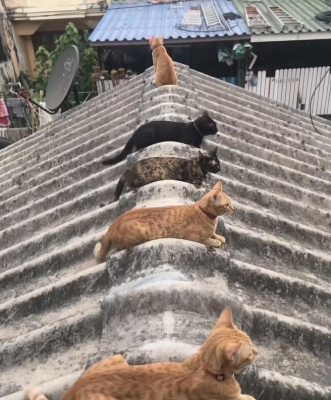 猫趴屋脊，大吉大利！
    根据咱们民间的民俗与风水，猫趴屋脊是吉兆。在云南白