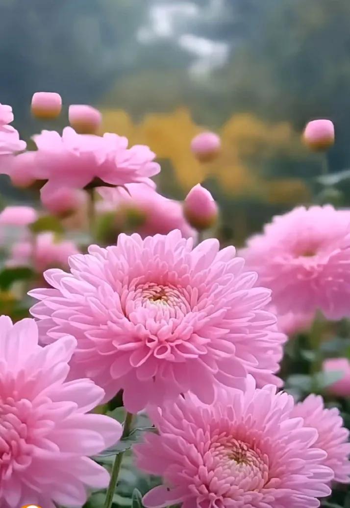 #每日一句鼓舞自己的话语#励志类
 
- 追逐梦想型
- 今日的汗水，是为了浇灌