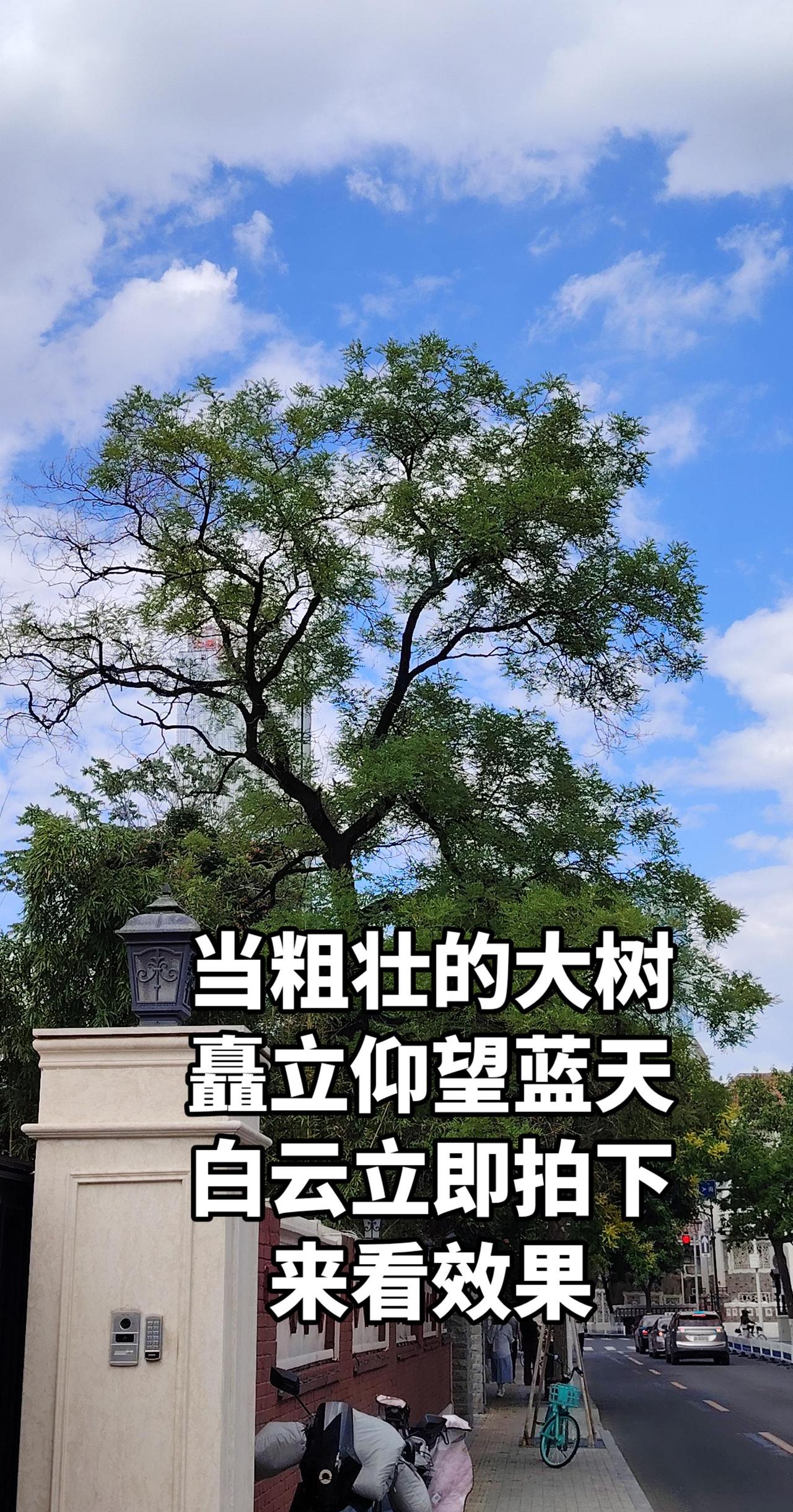 参天大树，高不可攀蓝天白云交织在一起心以穿入云霄。