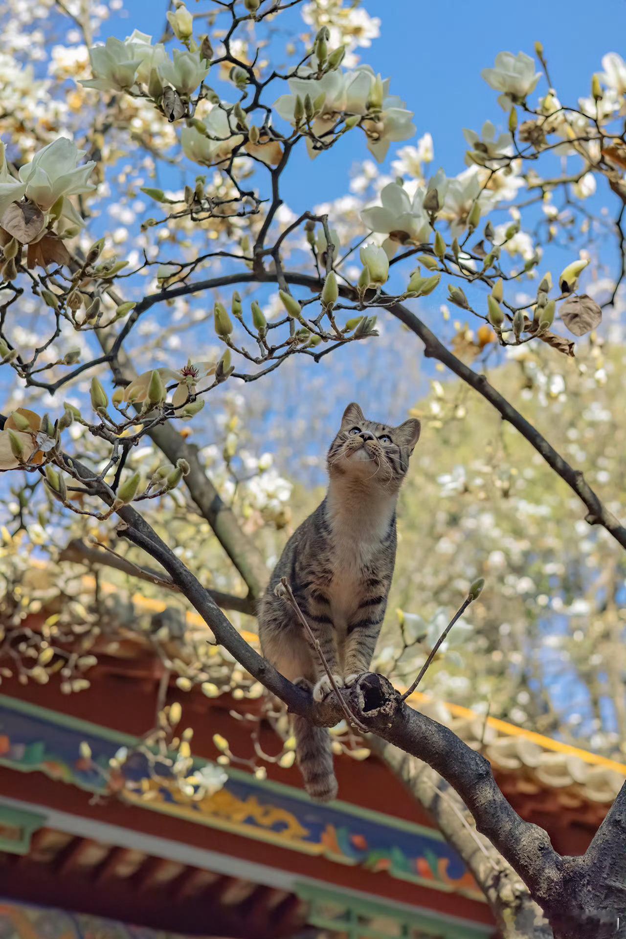 在昆明拍到了玉兰花猫 这两张可做聊天背景图[哈哈] 