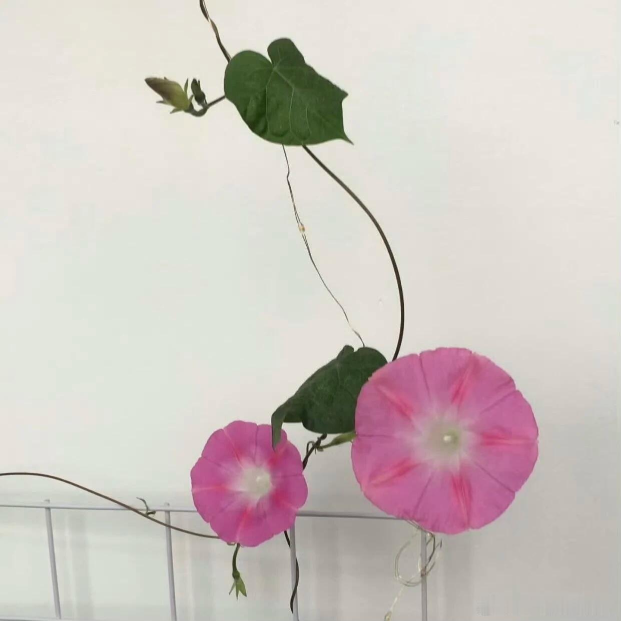 𝙒𝙚𝘾𝙝𝙖𝙩丨鲜花背景图 下次见面就带一束花吧！ 