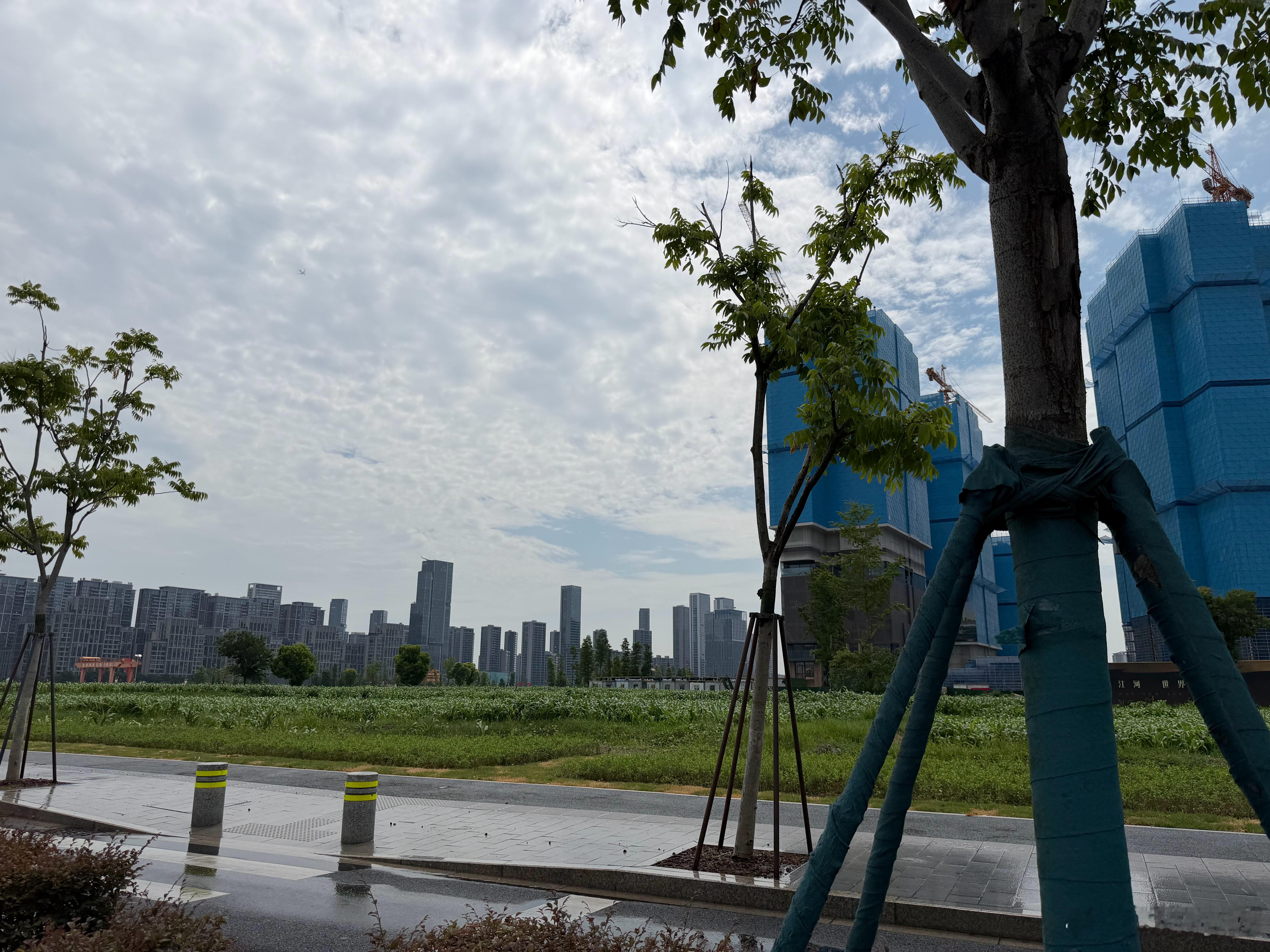 杭州城建思路还是太超前了搞什么大片绿地直接种地不就完事了！同样满眼绿，还能收获粮