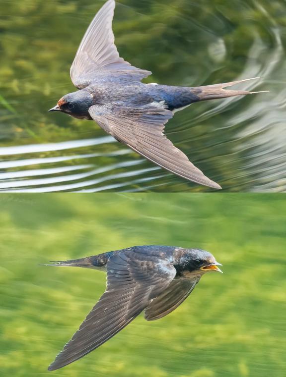 第一次意识到，燕子是没有国籍的。小时候以为燕子是我们中国的，南飞是往中国南方飞，