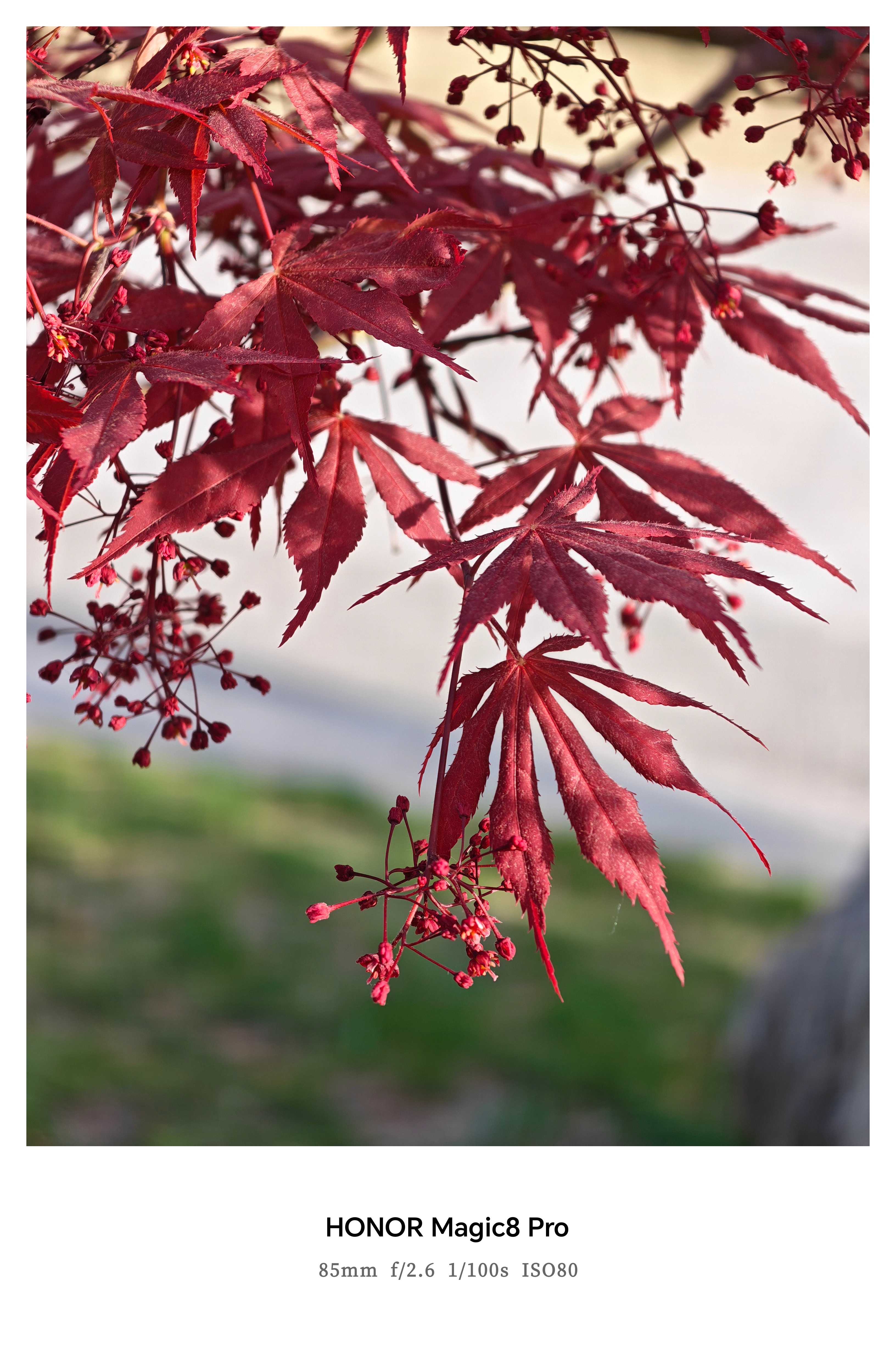 难得早起，来公园走走，空气是真好啊。各种花，都开了，有能叫上的吗？清明节到五一之