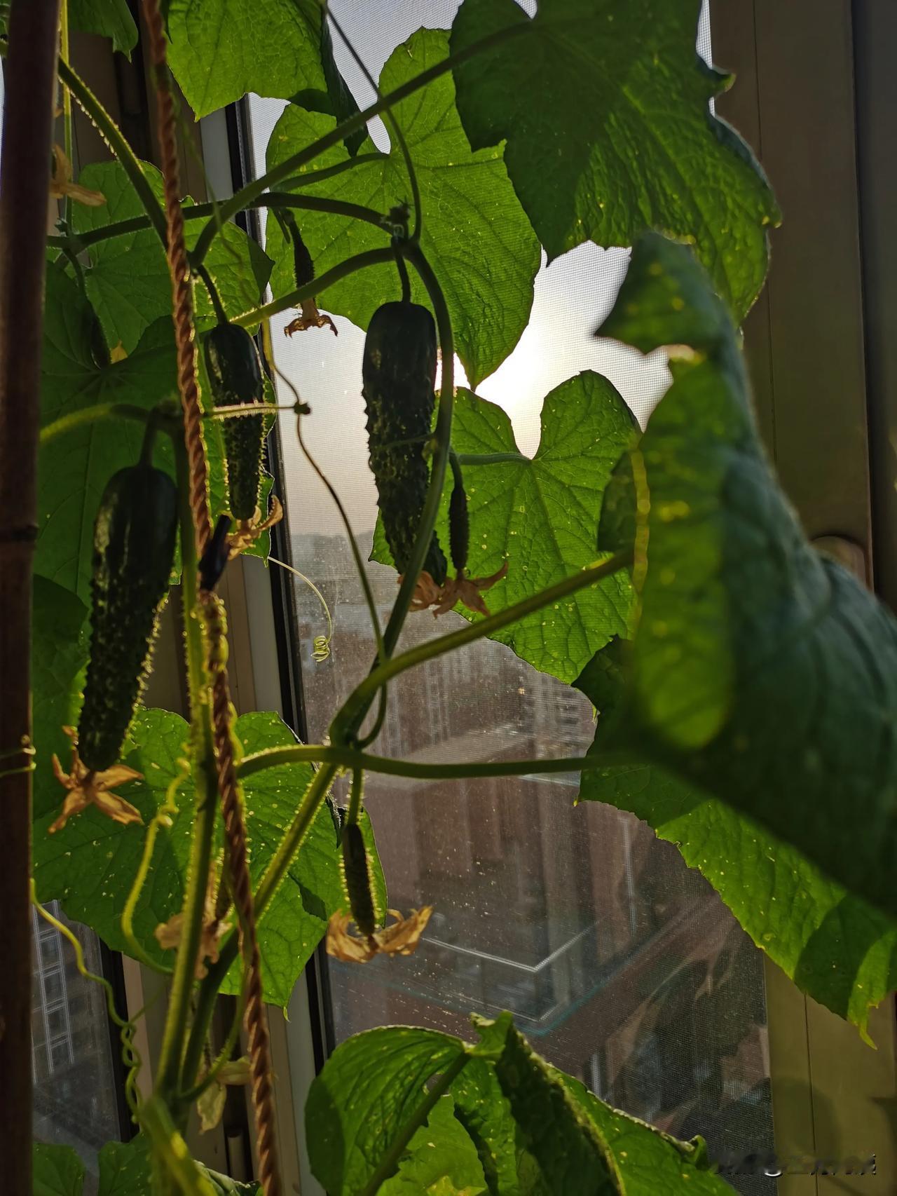 [烟花]
又一茬温室里的小黄瓜长大了
[烟花]