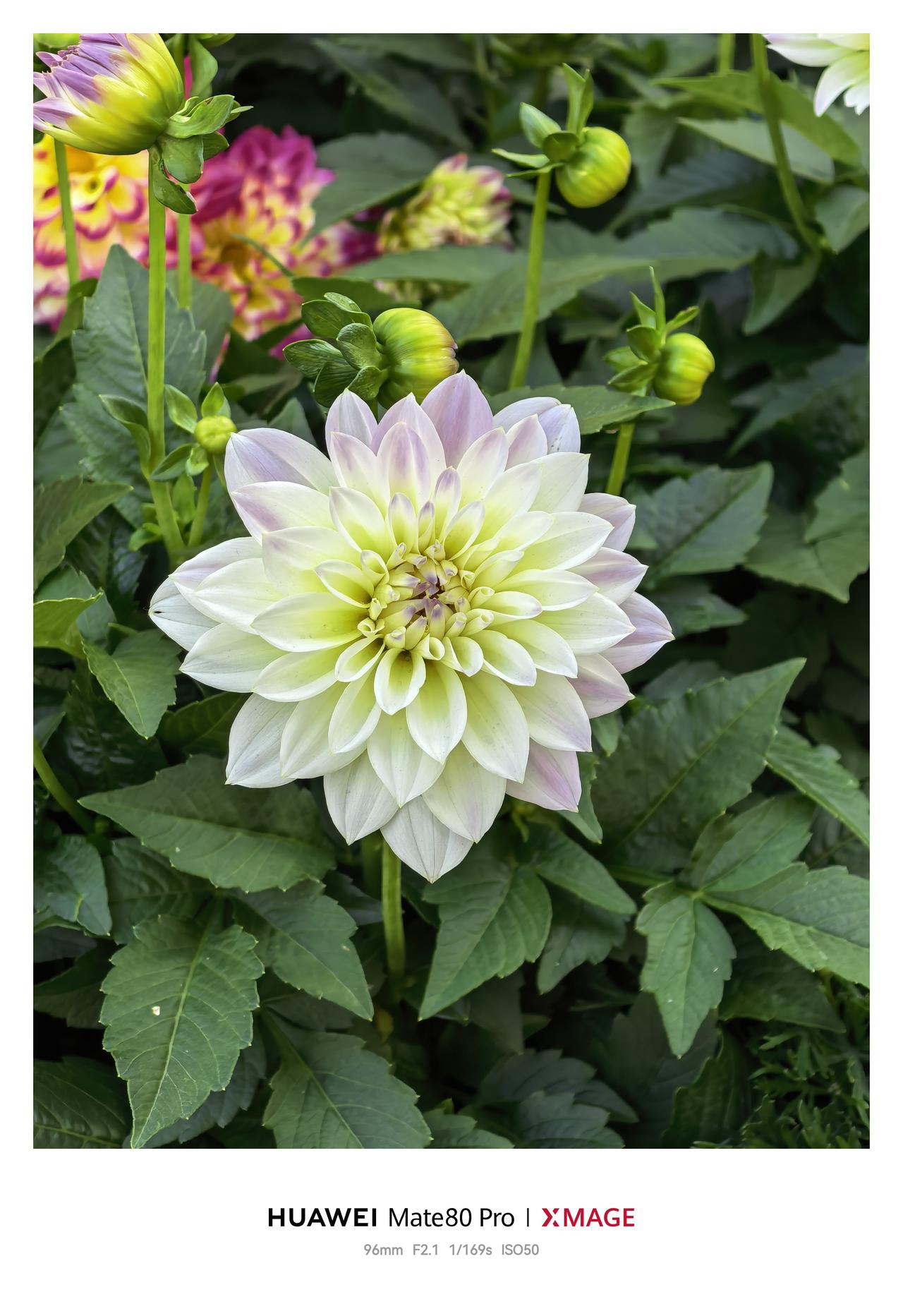 打卡深圳东湖菊花展，随手拍的菊花，华为Mate 80Pro的二代红枫原色镜头真的