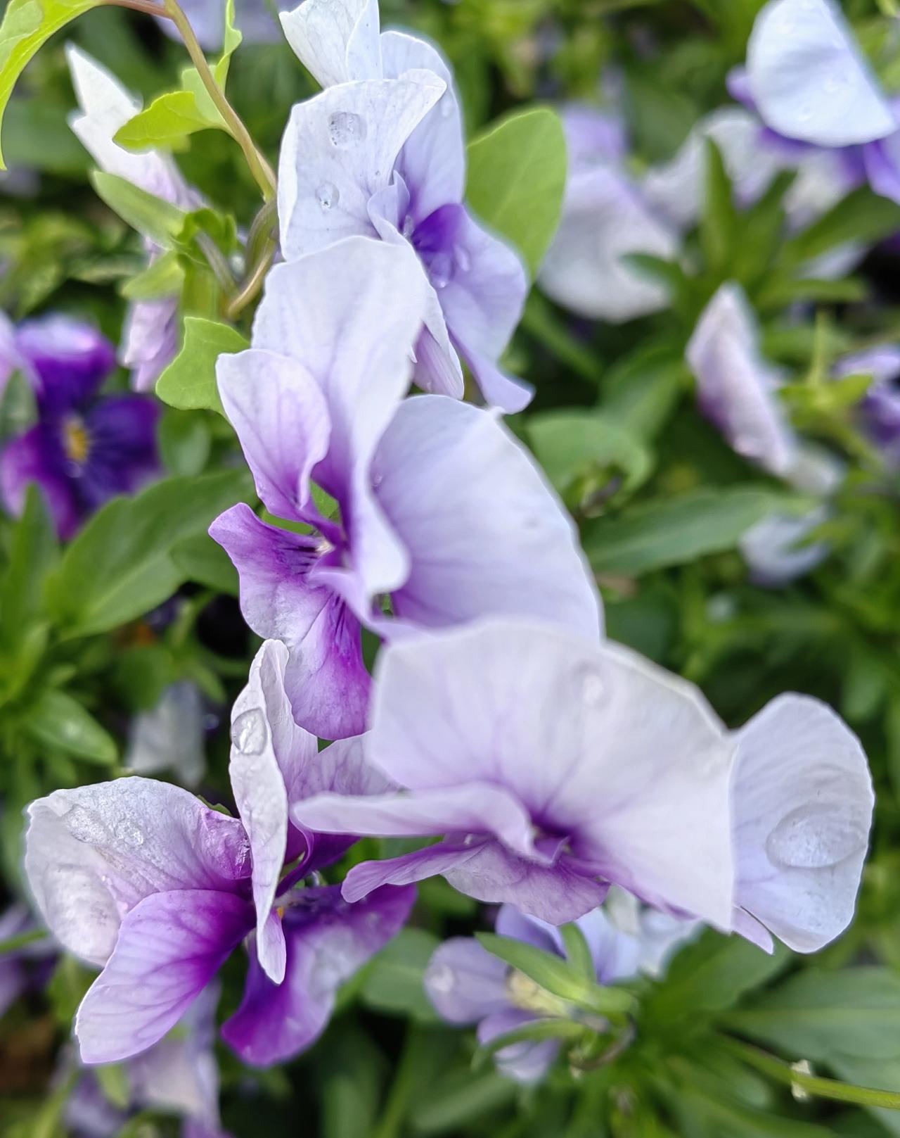 北宋几个有名的奸臣，大部分受过王安石的推荐，其中吕惠卿最受王安石欣赏。
《宋史》