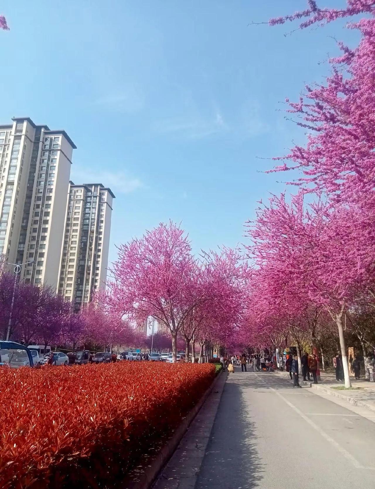 紫荆花盛开的季节。蓝蓝的天空白云飘，阳光明媚穿过枝叶，显得更加美丽红艳在微风中花