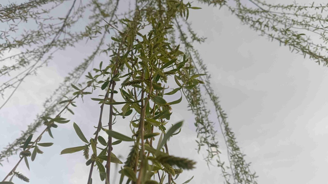 我的今日状态：🐯虎虎生威
我这里的天气：🌤️多云