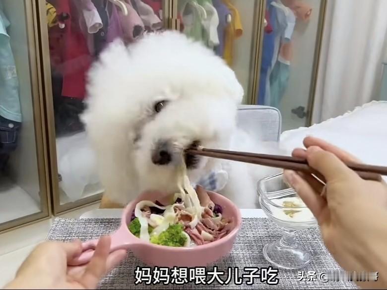 “妈妈想喂大儿子吃”
一女子在家用筷子喂宠物狗，伙食倒是不错，就是这称呼有点别扭