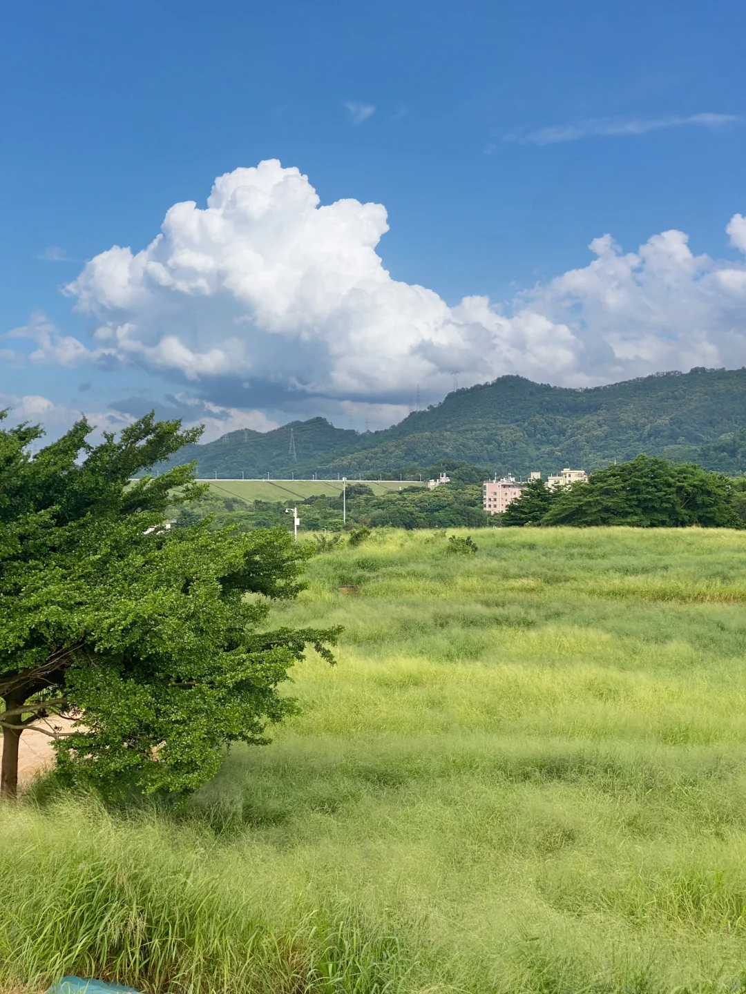 深圳版大草原☁️仿佛掉进了宫崎骏的夏天