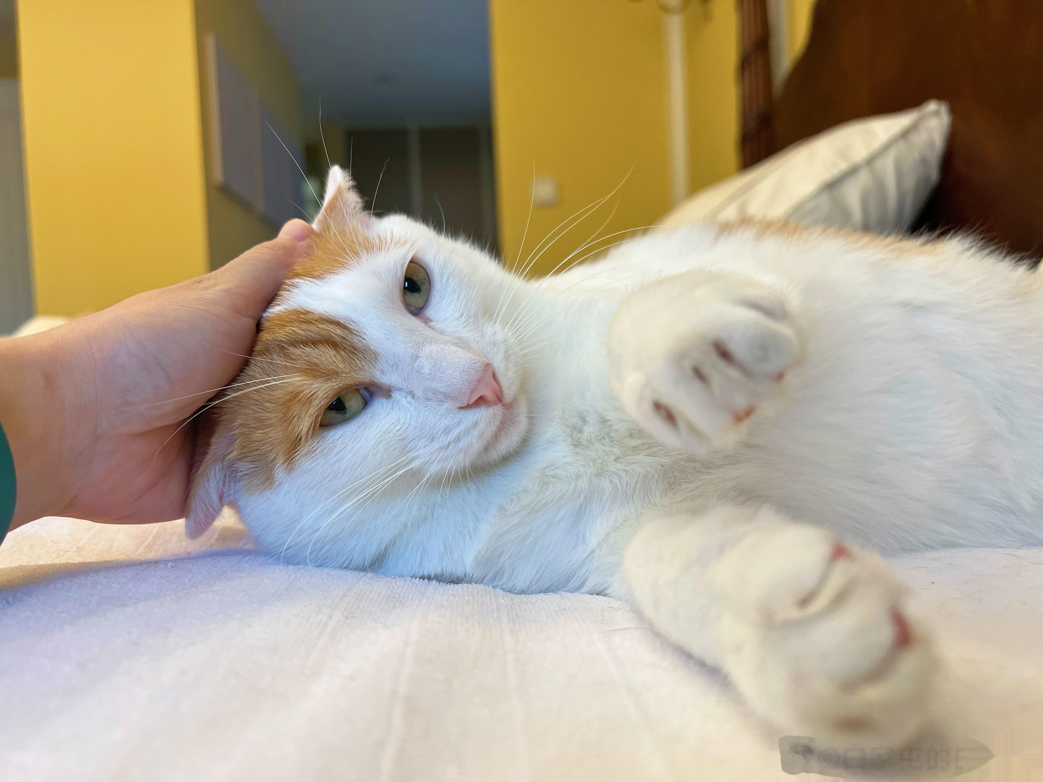 抱一丝，问一哈，这样的小猫（划掉，改成小猴）到底是有腮还是没腮？ ​​​