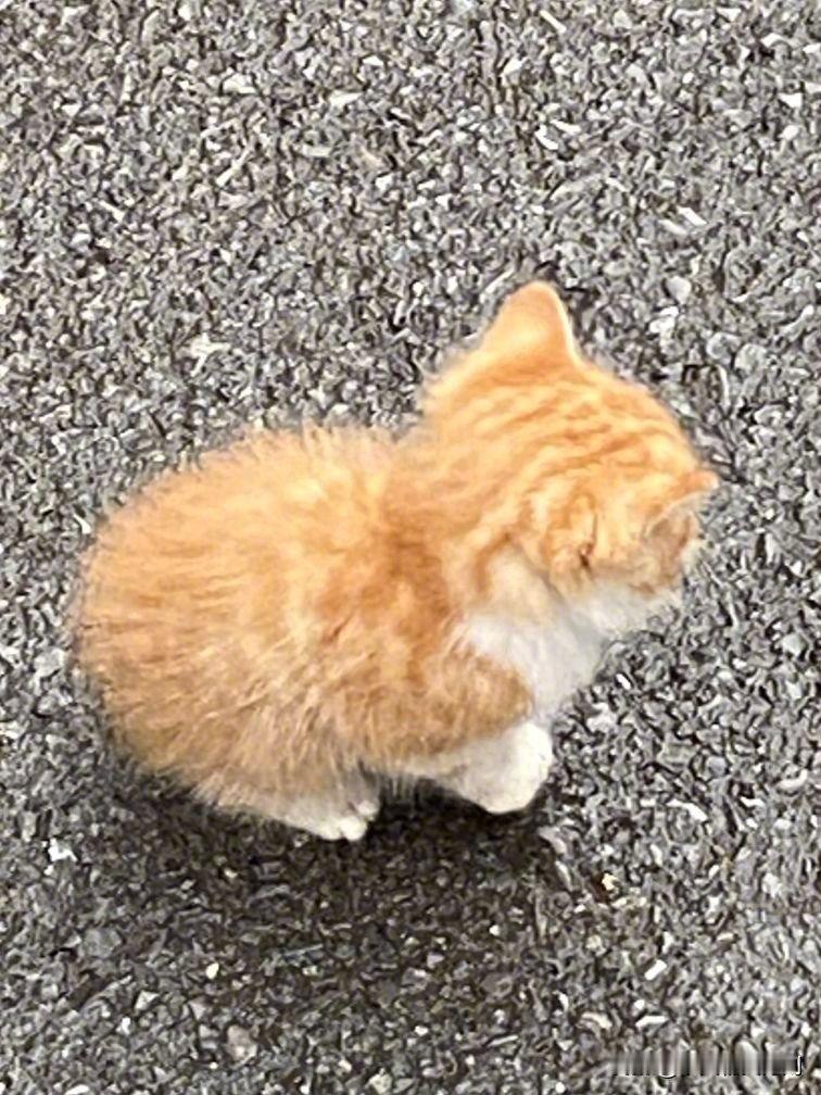 路遇一只小橘猫，看着月份不大，绒毛软软的，眼中带着惊惧，孤零零的蹲在路边。天气寒