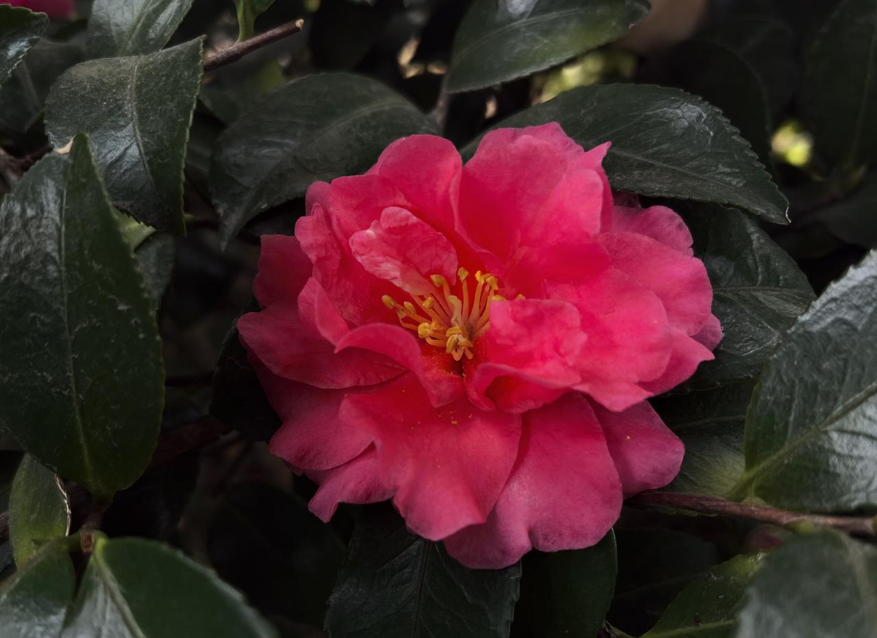 绿叶难掩茶花红