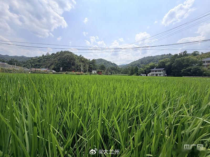 甘肃康县一田两收亩产翻倍【一田两收“稻”路宽：“稻油轮作”让“风景”变“钱景”】