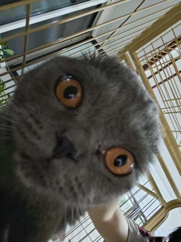 8551[丑丑猫]这是啥。 ​​​