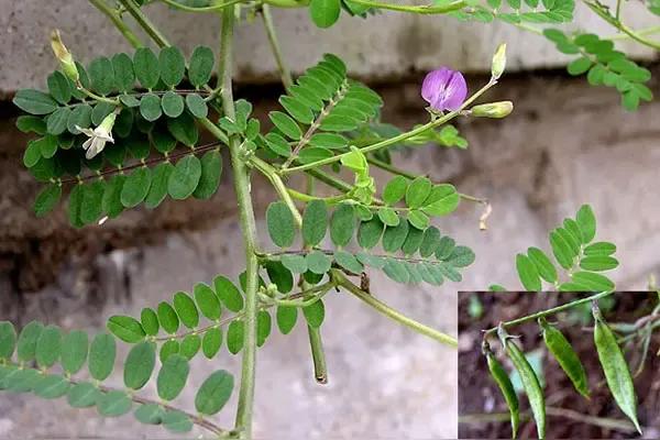 行香子·沙苑灵株
 
沙苑葱茏，灵子丰融。沐朝晖、翠影摇风。根栖黄土，叶揽晴空。
