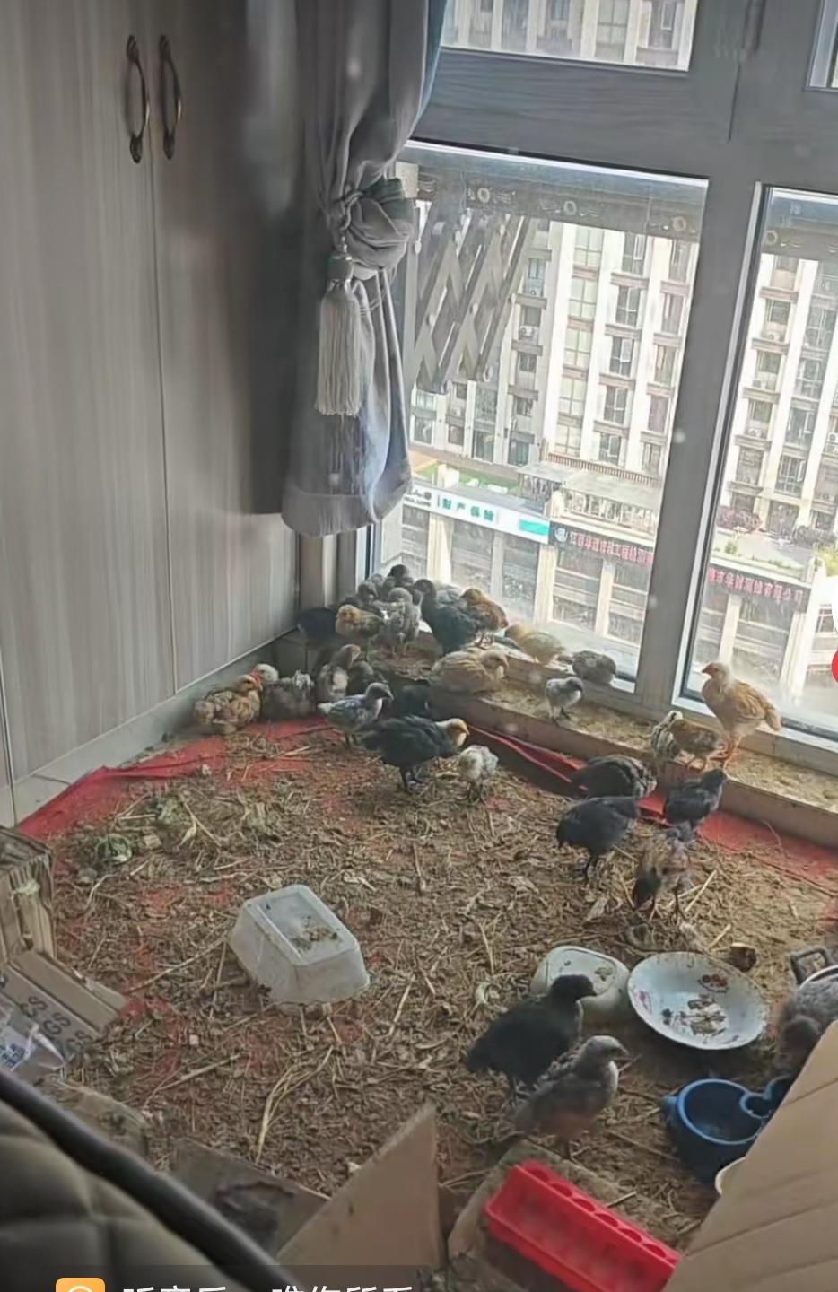 它们一百辈子也没想到，会住上高层大楼！
     这是鸡有福还是人有病？花几十万