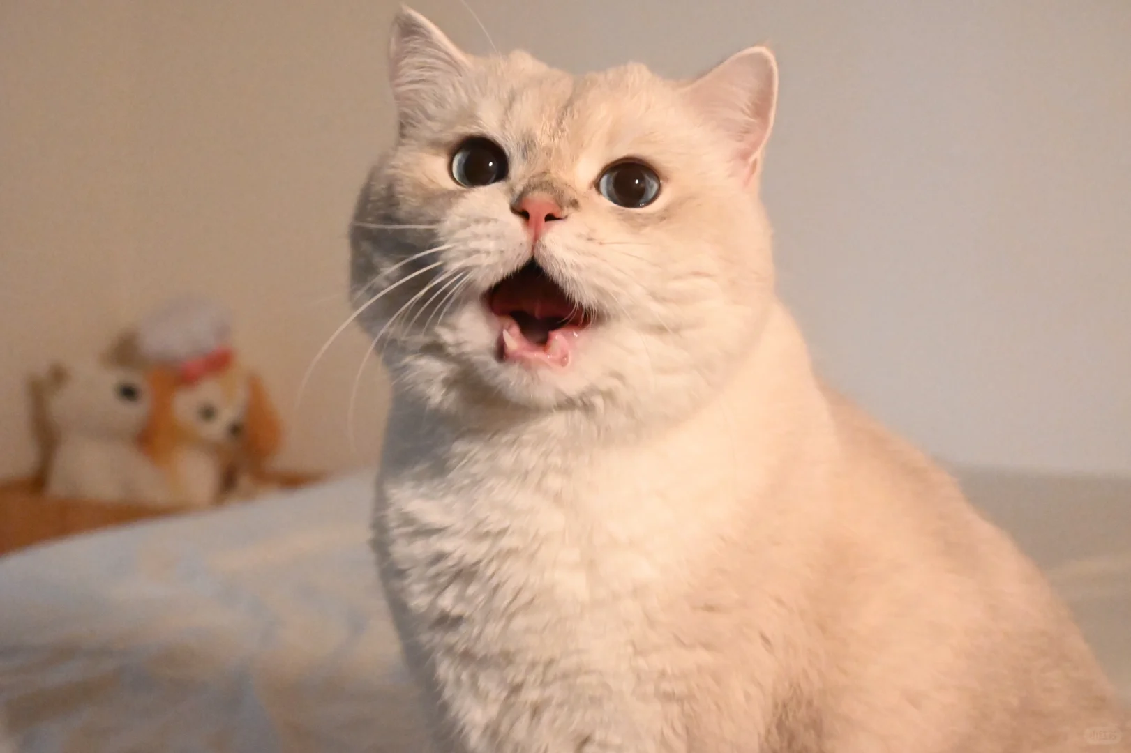 他会卷舌哎！