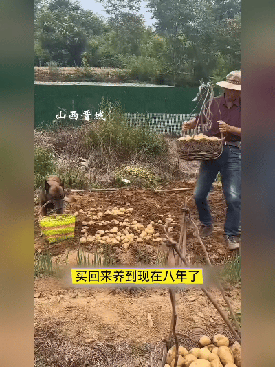 山西晋城一只8岁的马犬彻底火了，妥妥的农家全能小帮手，看完真的太暖心了！
 
这