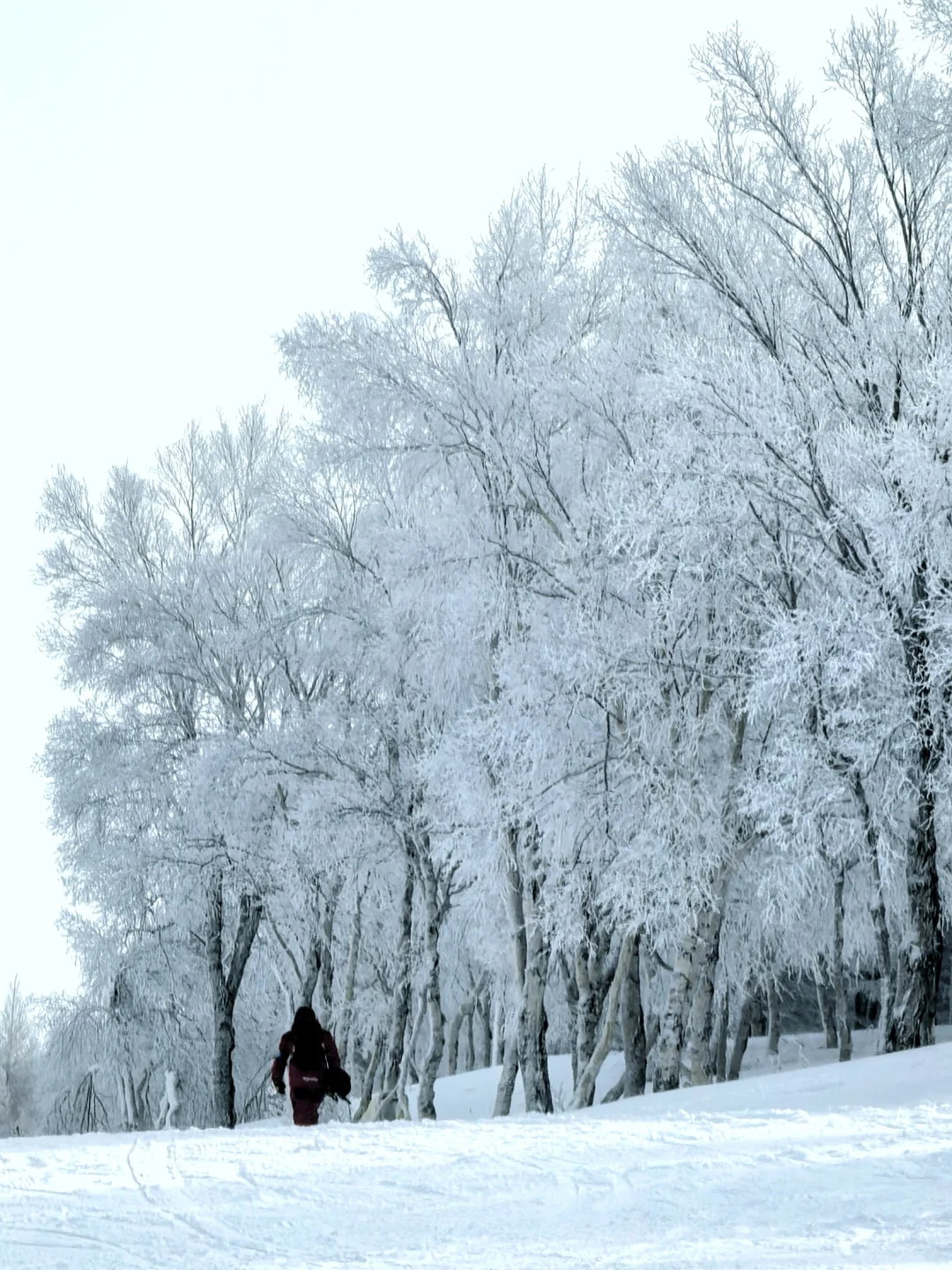 没骗人，万龙雾凇绝了。。