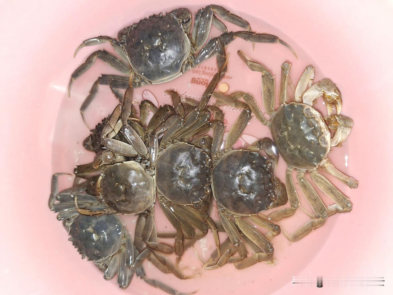 老夫此前以为，新疆瀚海黄沙、戈壁大漠，特产就是特别甜的瓜果和鲜美的羊肉，这里是离