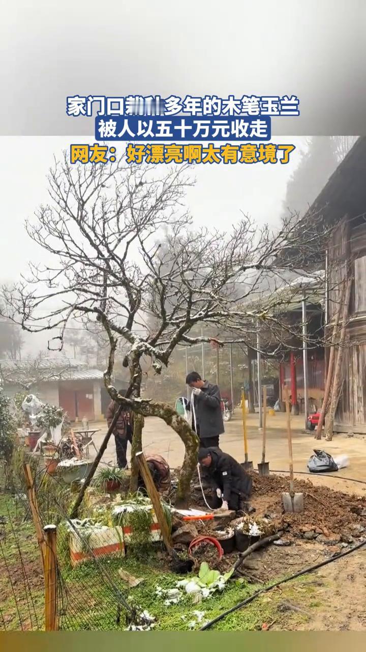 家门口栽种多年的木笔玉兰被人以五十万元收走。网友：好漂亮，太有意境了。
3月26