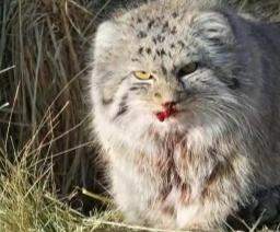 牧羊犬咬伤兔狲离世：200万网友揪心背后，草原没有赢家的生存博弈
 
内蒙古锡林