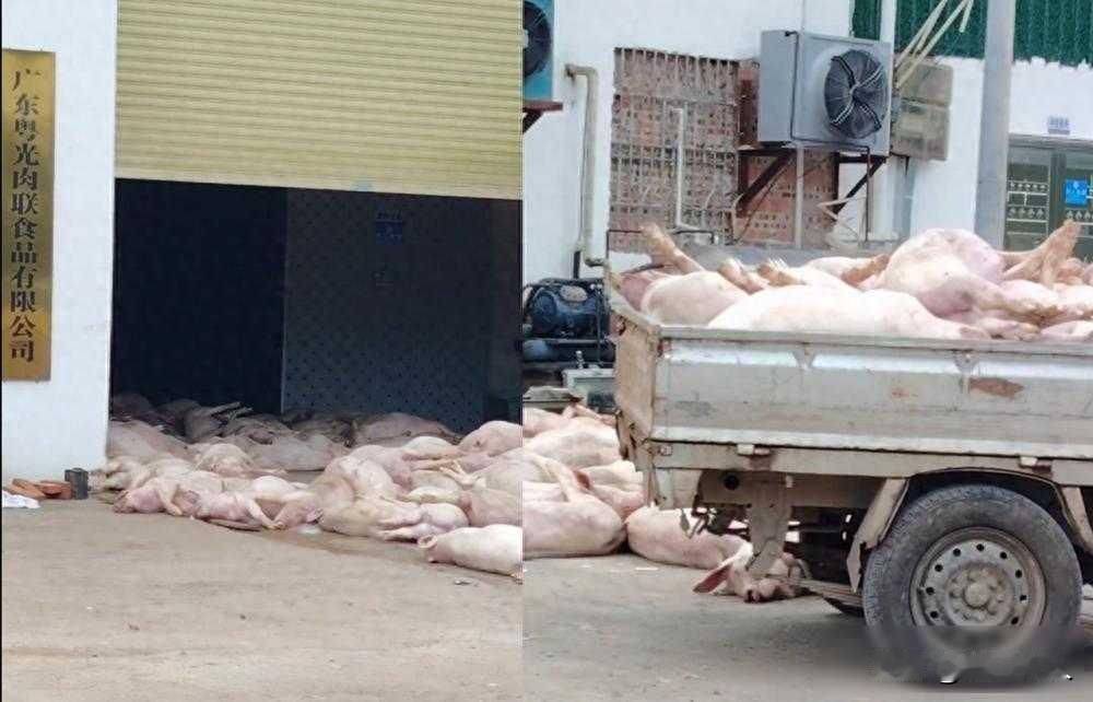 死猪堆在厂门口，监管没拦住，谁在背后默许？

10月26日，广东罗定有人拍到一家