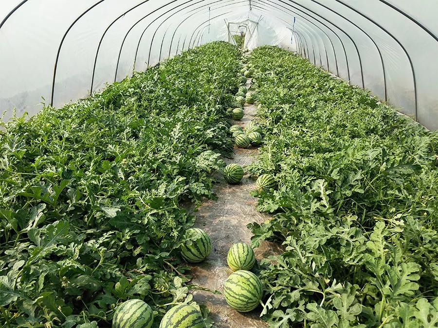 “西瓜主理人”，年薪不低于20万，给你一做“瓜王”的机会！大专以上学历，更看重实