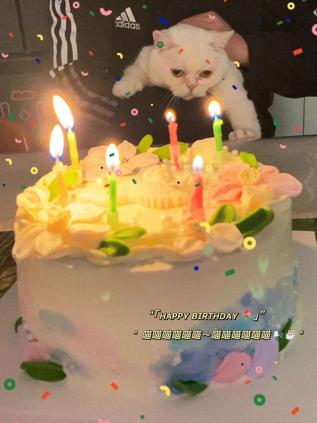 暂停一下，让我们祝这位小猫生日快乐