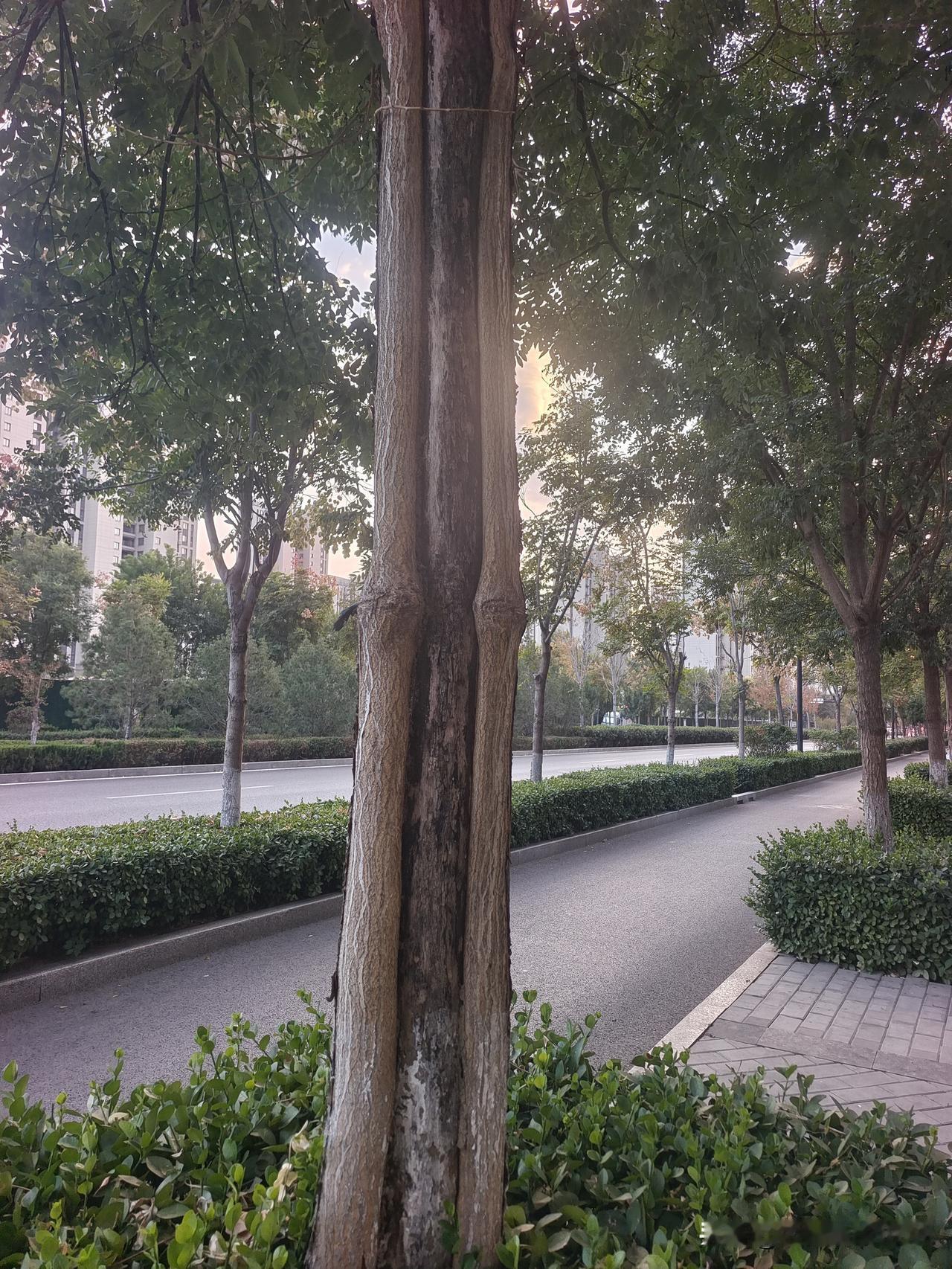 偶遇一棵老槐树，远看三棵，原是一树裂成躯

远看恍如三棵树
本是同根一槐躯
通体