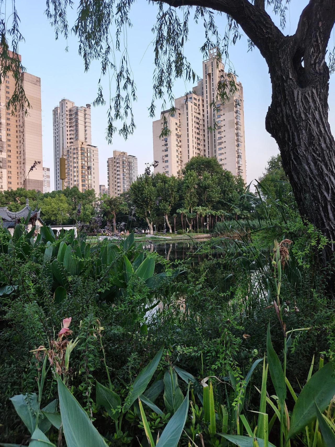 夏日美景随手拍实景图分享！

周末傍晚🌆公园散步随手拍…🌸