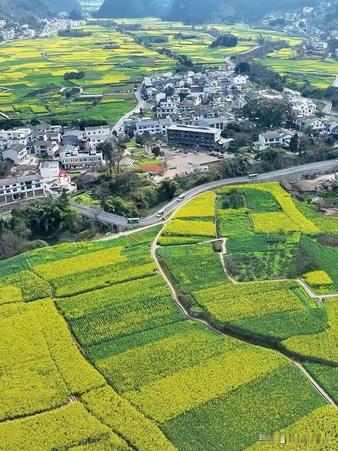 今日客片，万峰林的油菜开了
​旅游推荐官