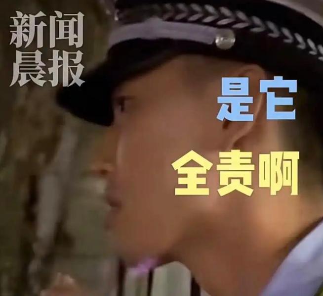 “开眼了！”上海，一司机驾车撞上路旁树木后，面对交警竟喊冤称“这棵树长太歪了”，