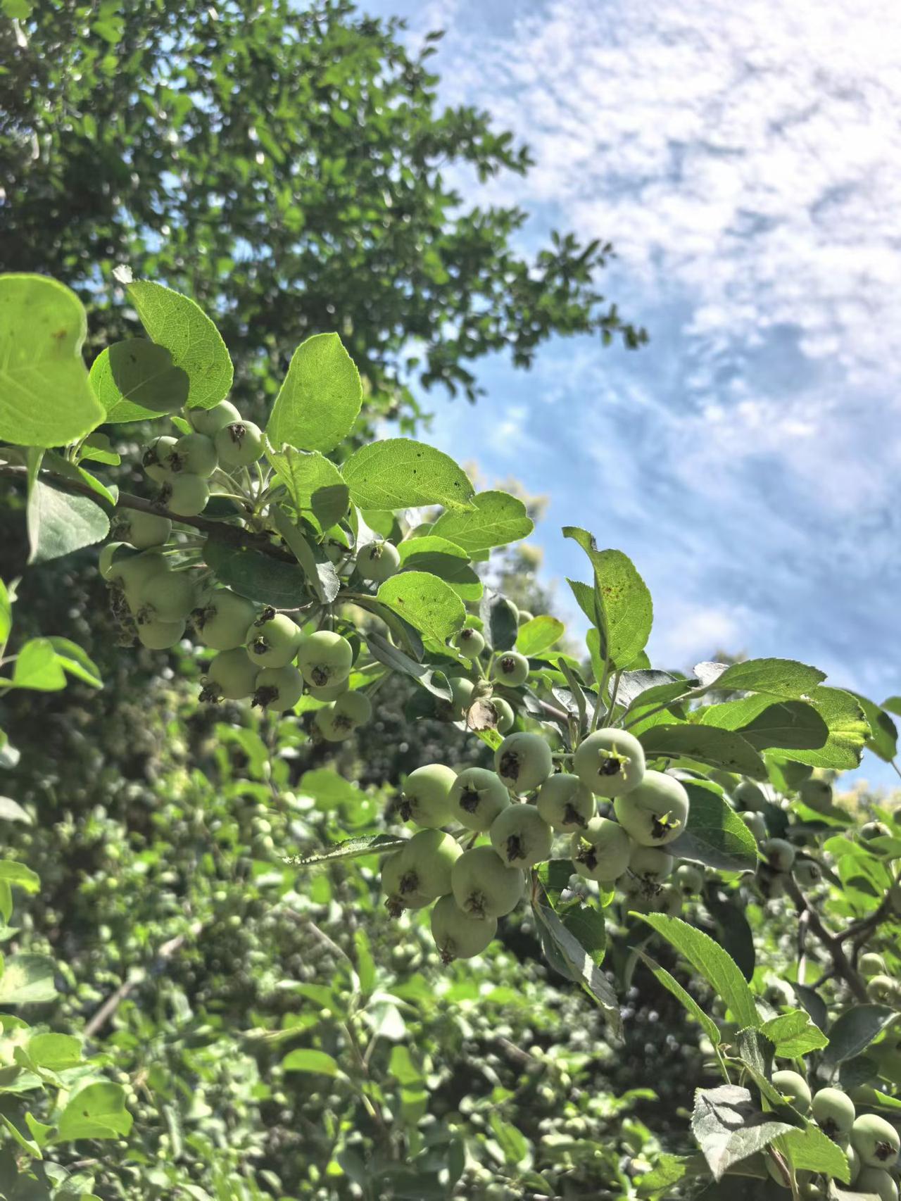 真心话茶局晴日微风，青山楂缀满枝头，翠叶映衬澄澈云天。青涩果实藏着盛夏的生机，静